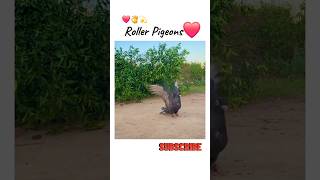 Roller Pigeon Video youtube viral shorts kabutar whatsapp [upl. by Irv]