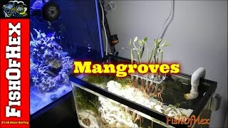 Adding Mangroves To Display Refugium [upl. by Ennaer917]