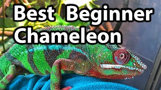 What is the best beginner chameleon [upl. by Hetty550]