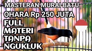 masteran murai batu ohara full materi [upl. by Leen]