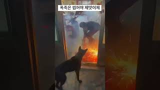 익스트림 매니아 댕댕이의 폭죽놀이 동물 유머 강아지 fireworks dog funny funnydog [upl. by Yleek]