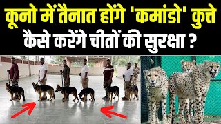 Cheetah कूनो में तैनात होंगे कमांडो कुत्ते नमीबिया से आए चीतों के ऐसे करेंगे सुरक्षा [upl. by Htyderem251]