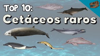 Top 10 Cetáceos raros vivos y extintos [upl. by Beniamino]