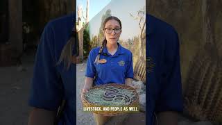 Meet Keeper Natalee to see how sharing the desert with our slithery neighbors is so important [upl. by Claus937]