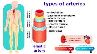 blood vessels arteriesveins part1 quotتشريح الاوعية الدمويه quot [upl. by Oelak530]