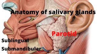 16  Anatomy of salivary glands [upl. by Connolly654]