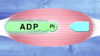 Anaerobic System Anaerobic glycolysis [upl. by Ecerehs]