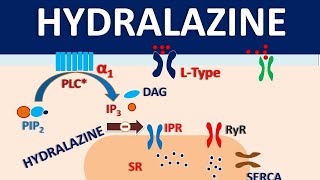 Hydralazine  How it acts as vasodilator [upl. by Anoyi]