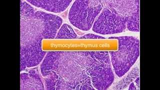 Immunology  Tcell Thymus part 25 [upl. by Ecital195]