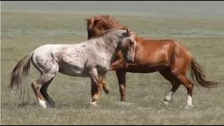 Observing Stallion amp Herd Behavior  Learning To Think Like A Horse [upl. by Prisilla]