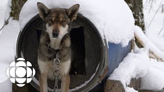 Sled Dogs Official Trailer  Documentary Specials  CBC [upl. by Leckie]