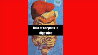 What is the Role of Enzymes in Digestion shorts guthealth liverdisease [upl. by Pain267]