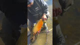 Halloween Brown Trout browntroutfishing lakeontario flyfishing troutbum troutporn browntown [upl. by Alyehc236]