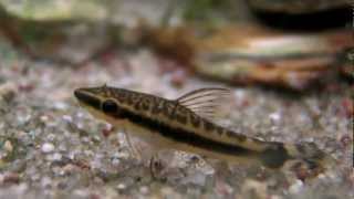 Macrotocinclus affinis  Otocinclus [upl. by Ennylhsa58]