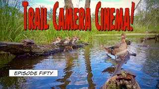 30 Hours at the Duck Log  Trail Camera Cinema EP50 [upl. by Tedman676]