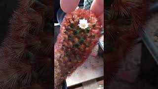 floração da minha Mammillaria carneae🌵😍🤔 [upl. by Terryl661]