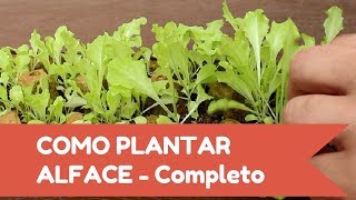 Como plantar ALFACE fácil  Inicio meio e fim [upl. by Forrer]