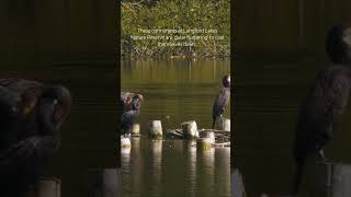 Cormorants at Langford Lakes Nature Reserve gular fluttering to keep themselves cool [upl. by Autumn]