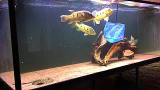 Cichla attack new tank mates [upl. by Aivul]