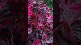 Bloodleaf Iresine herbstii血叶草Pokok Daun Darah chickengizzard beefsteak plantFormosa bloodleaf [upl. by Barbara-Anne250]