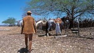 A Realidade DURA da Caatinga no Brasil [upl. by Namyac]