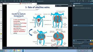 Development of veins  Dr Ahmed Farid [upl. by Sacha]