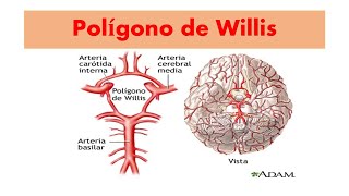 Como se forma el Polígono de Willisirrigación [upl. by Neroc]