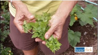 Growing Cilantro  How to Grow Cilantro [upl. by Macpherson734]