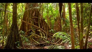 Amazon jungle documentary national geographic [upl. by Iahs]