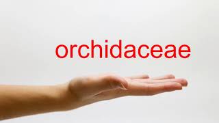 How to Pronounce orchidaceae  American English [upl. by Inat]