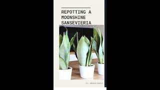 Moonshine Sansevieria repotting [upl. by Ahsinel]