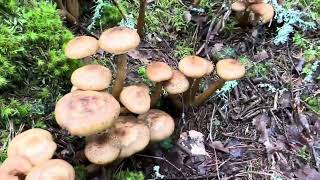 เห็ดขอนสน Honumgsskivlingar🇸🇪 Armillaria Mellea [upl. by Sweatt]