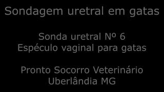 Sondagem vesical em gatas [upl. by Burrill142]