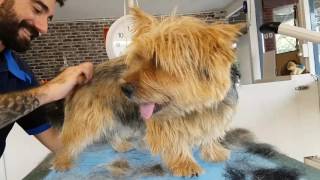 Oscar Norwich Terrier handstripping before and after [upl. by Shanly]