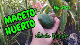 MACETOHUERTO  Árboles frutales en maceta  Septiembre [upl. by Hoebart]