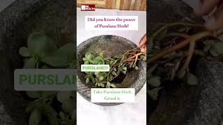 How to use Purslane Herb for Skin  shorts drhealth [upl. by Sorazal375]