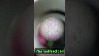 Microscopic view of plasmolysed cell viral viralvideo video shorts short experiment life [upl. by Kidder]