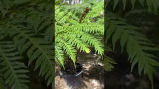 Cyathea australis Helecho arborescente australiano ParkerWillis spain music helechos green [upl. by Zacks180]