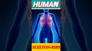 Ribe bone Ribcage RibFunctionshortscience [upl. by Enitnelav]