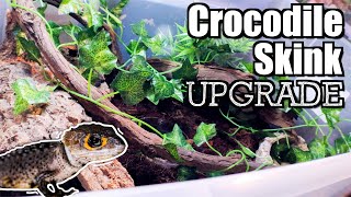 NEW Crocodile Skink Bin Setup [upl. by Esdnyl]