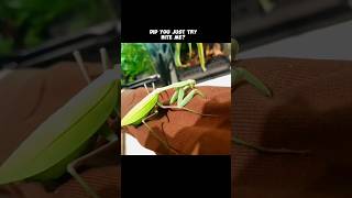 Praying Mantis tasted my arm insects mantis pokemon [upl. by Toombs]