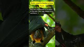 Bats and Echolocation Fact shortsfeed truefacts truefactstoday facts bats AngryBirds [upl. by De Witt382]