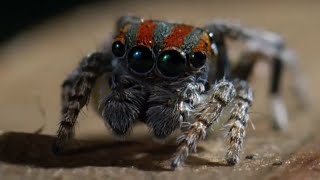 Best Spider Moments  Top 5  BBC Earth [upl. by Romalda186]