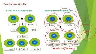 Male sterility in Plants [upl. by Imuy]