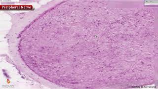 Histology of peripheral nerve  Shotgun Histology [upl. by Lifton]