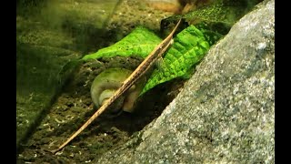 Whiptail Catfish aka Twig Catfish Farlowella spp [upl. by Yttig273]