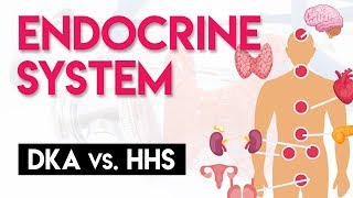 DKA vs HHS  Endocrine System Part 4 [upl. by Witty]