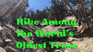 How to See the Worlds Oldest Trees  Hiking in the Ancient Bristlecone Pine Forest [upl. by Laurena]