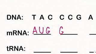 How To Use The Genetic Codon Chart [upl. by Eelsnia]