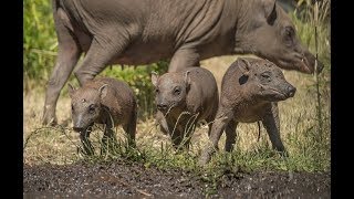 Three little piggies Rare babirusa trio born at Chester Zoo 🐷🐷🐷 [upl. by Linnell667]